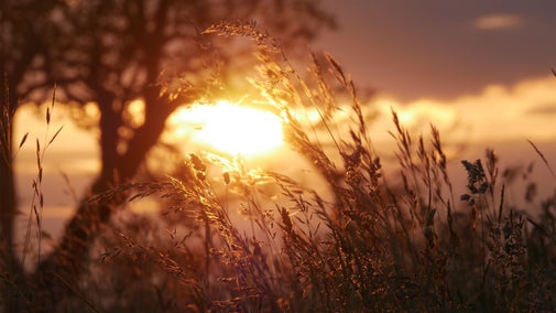 Sunset through grasses at Avebury, Wiltshire
